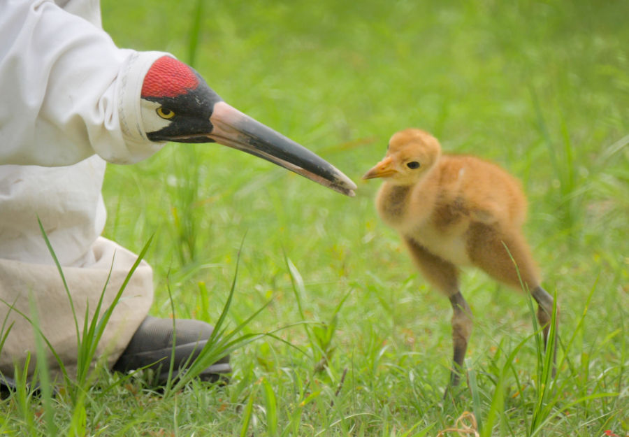 Endangered Whooping Cranes Make a Major Comeback