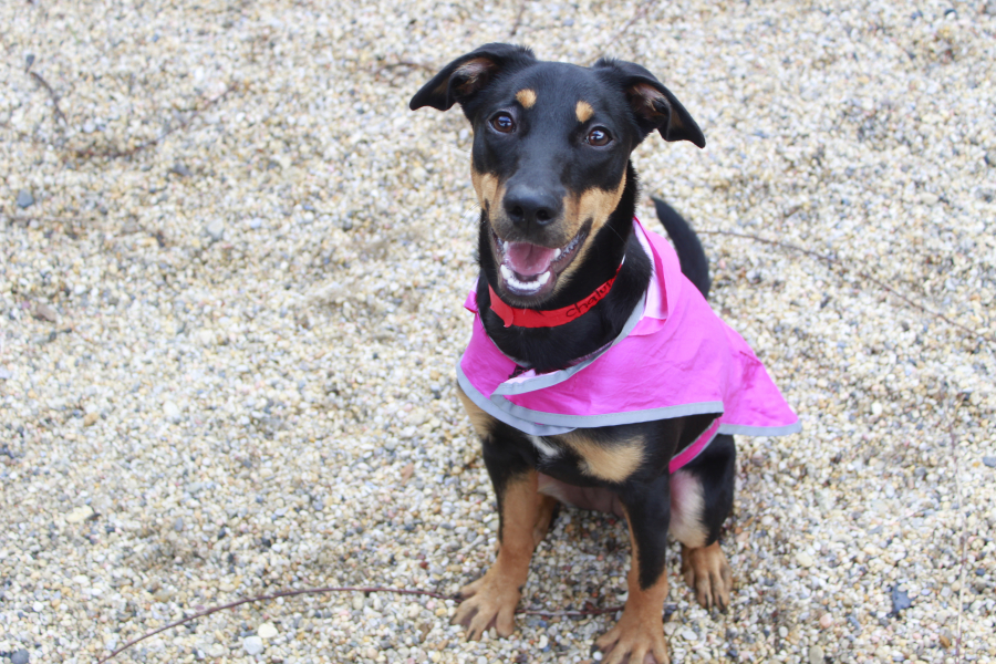 Storm Stress Is Not Just For Humans Courtesy of Louisiana SPCA