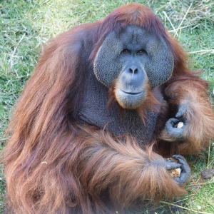 Critically Endangered Sumatran Orangutans Thriving at Audubon Zoo