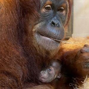Critically Endangered Sumatran Orangutans Thriving at Audubon Zoo