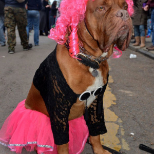 Catch the Canine Carnival Fever