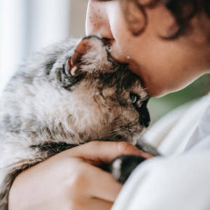 The Cat's Meow: Does My Cat Love Me?
