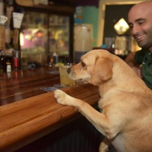 Fido-Friendly Places: Summertime Sipping with Spot