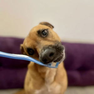 Keep Your Pets Smiling with Good Oral Health Habits