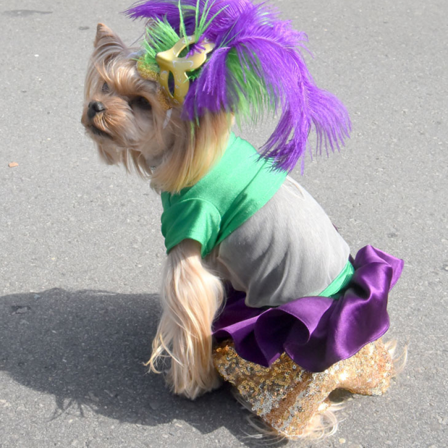 Catch the Canine Carnival Fever