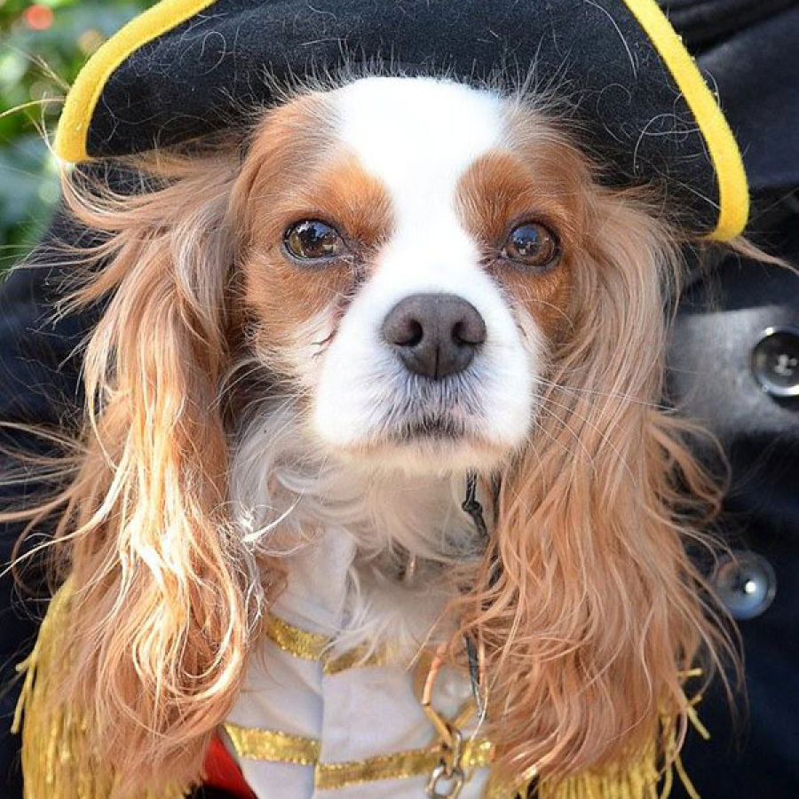 Catch the Canine Carnival Fever