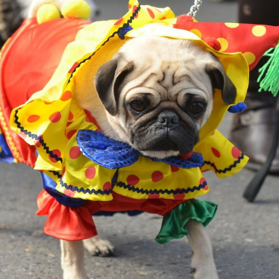 Catch the Canine Carnival Fever