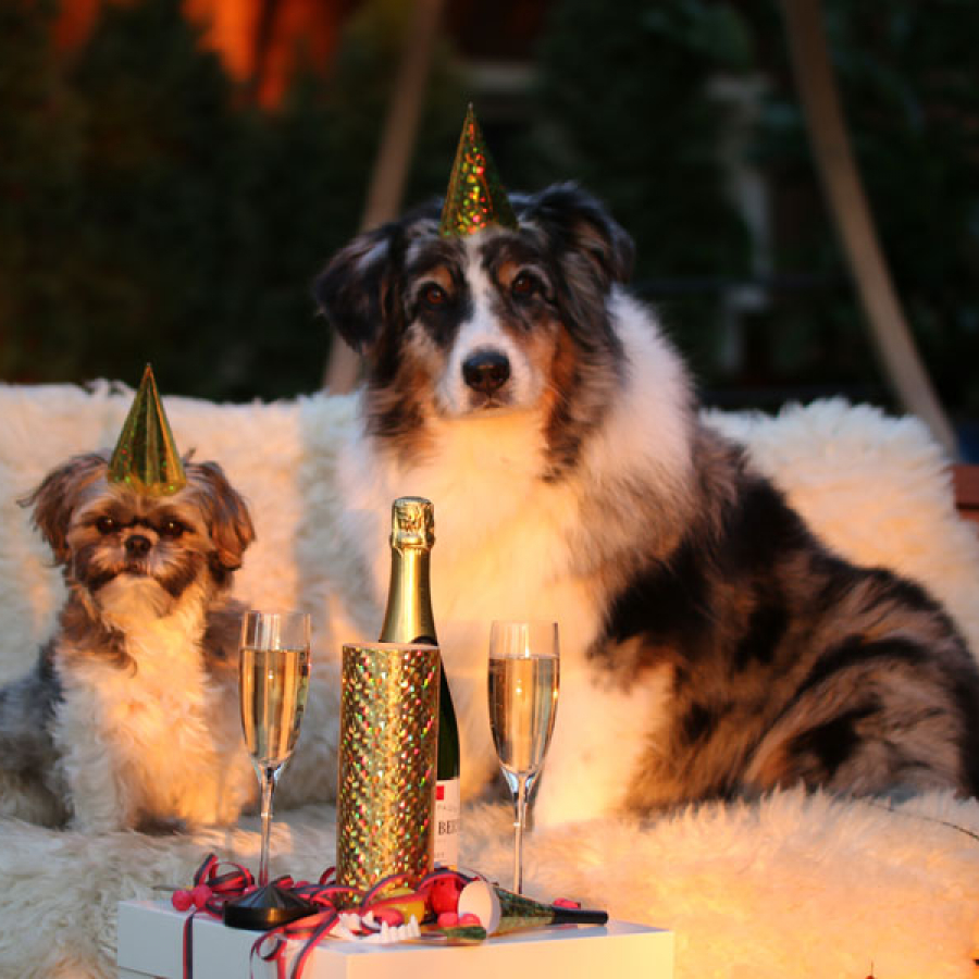 Pooch Pairings - Time to Sparkle!