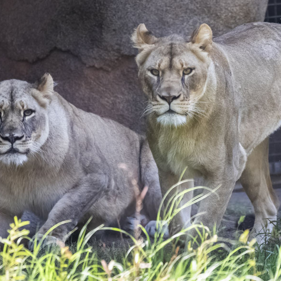 Gifting the Environment