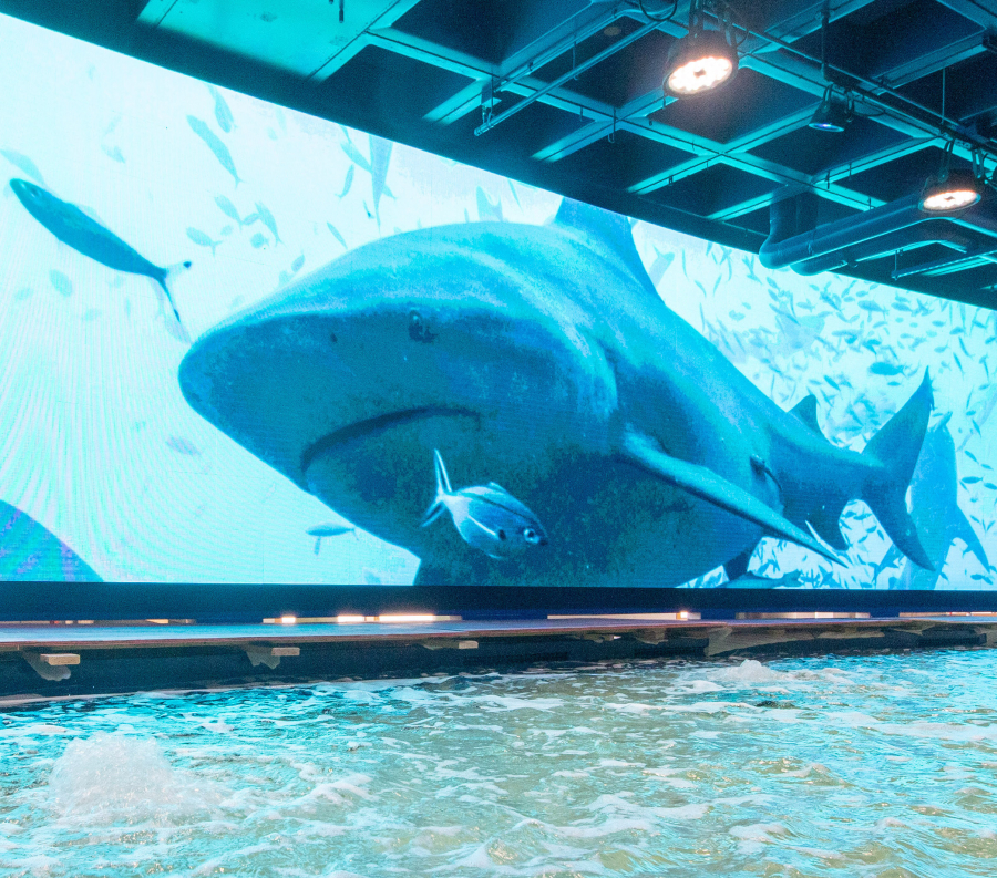 Shark Discovery  Audubon Aquarium