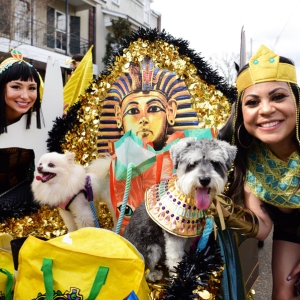It’s PAWDI Gras Time! Parading with Your Canine Krewe