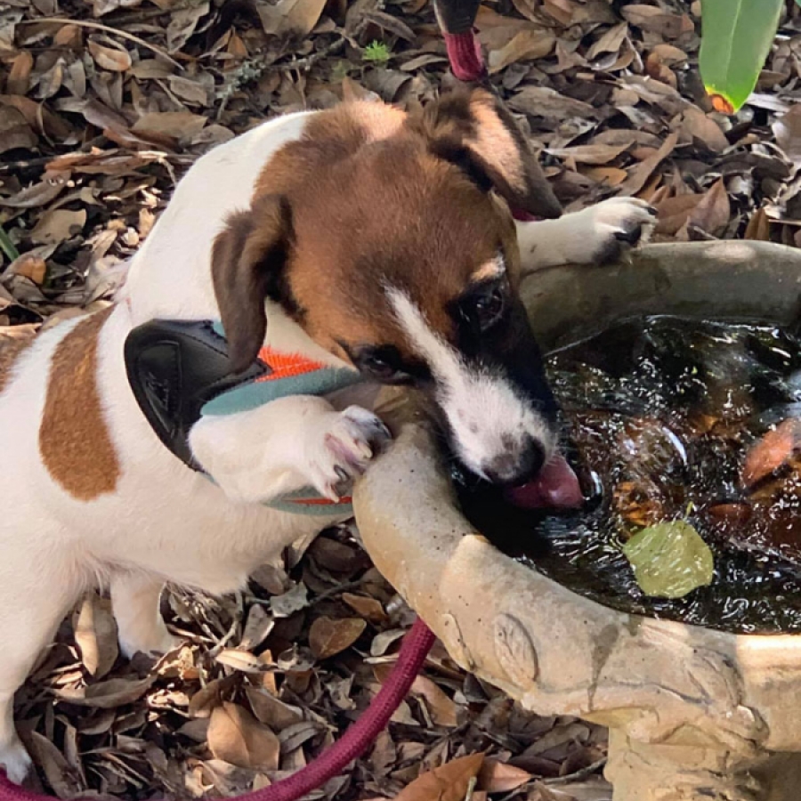 Just Ask Beaux and Me