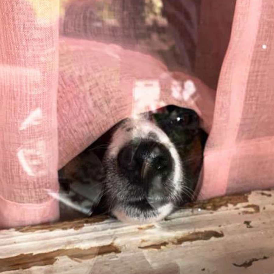 Just Ask Beaux and Me