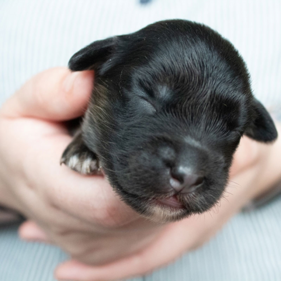 Kitten and Puppy Season