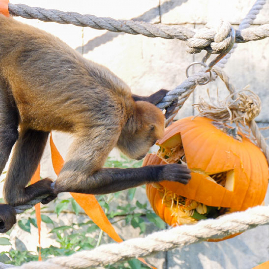 It Takes a Village: Feeding the Animals of Audubon Is a Full-Time Job
