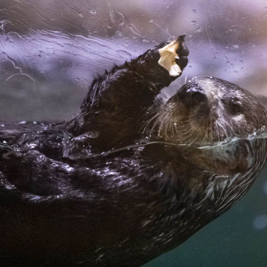 It Takes a Village: Feeding the Animals of Audubon Is a Full-Time Job
