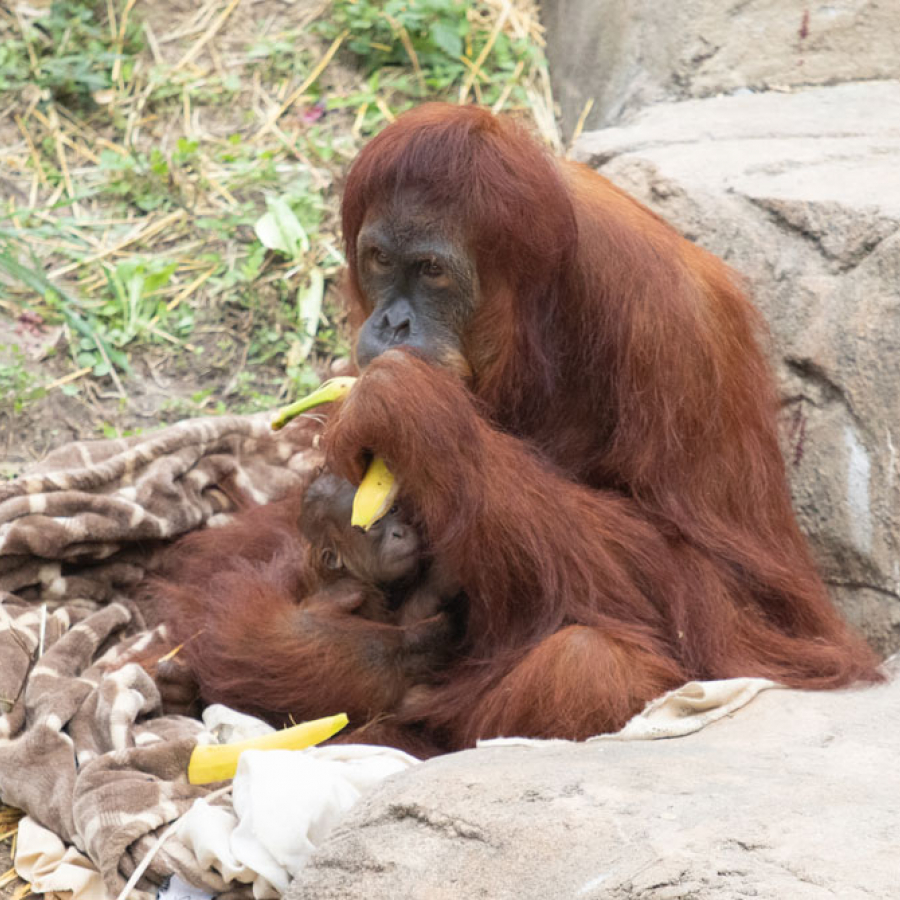 It Takes a Village: Feeding the Animals of Audubon Is a Full-Time Job