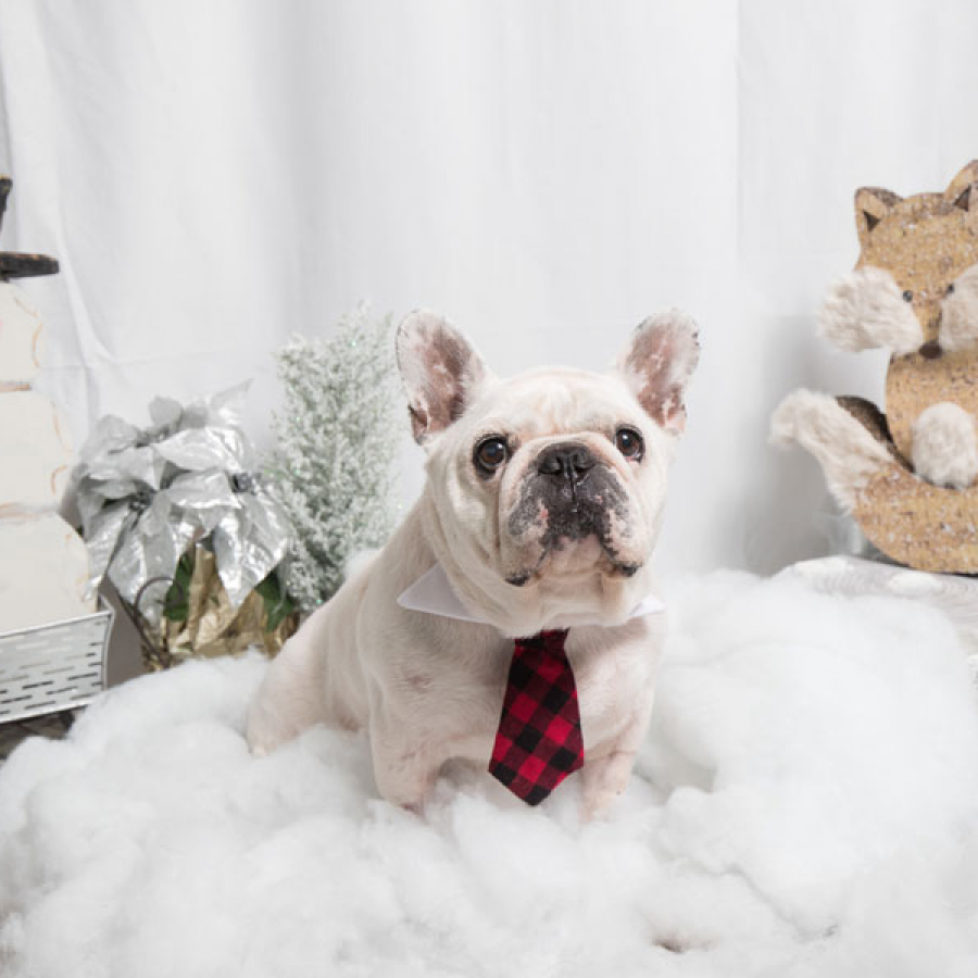 Holiday Pet Hazards