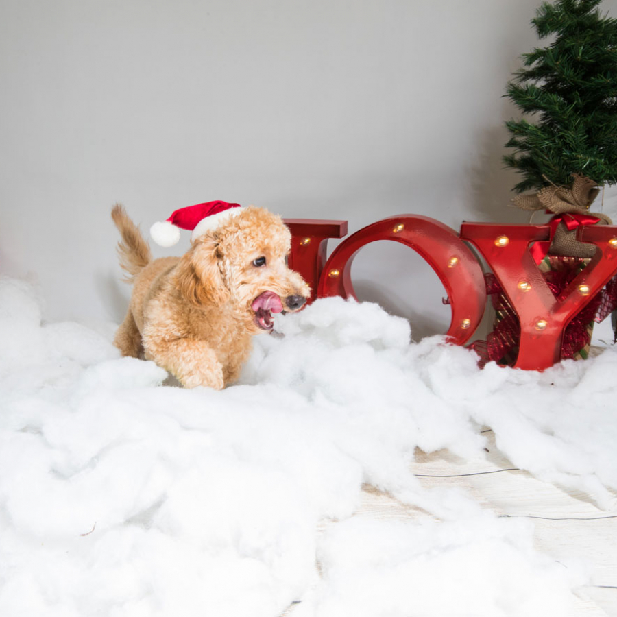 Holiday Pet Hazards