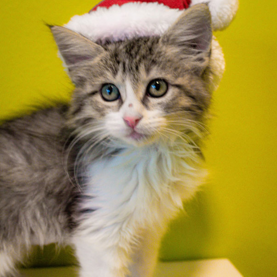 Holiday Pet Hazards