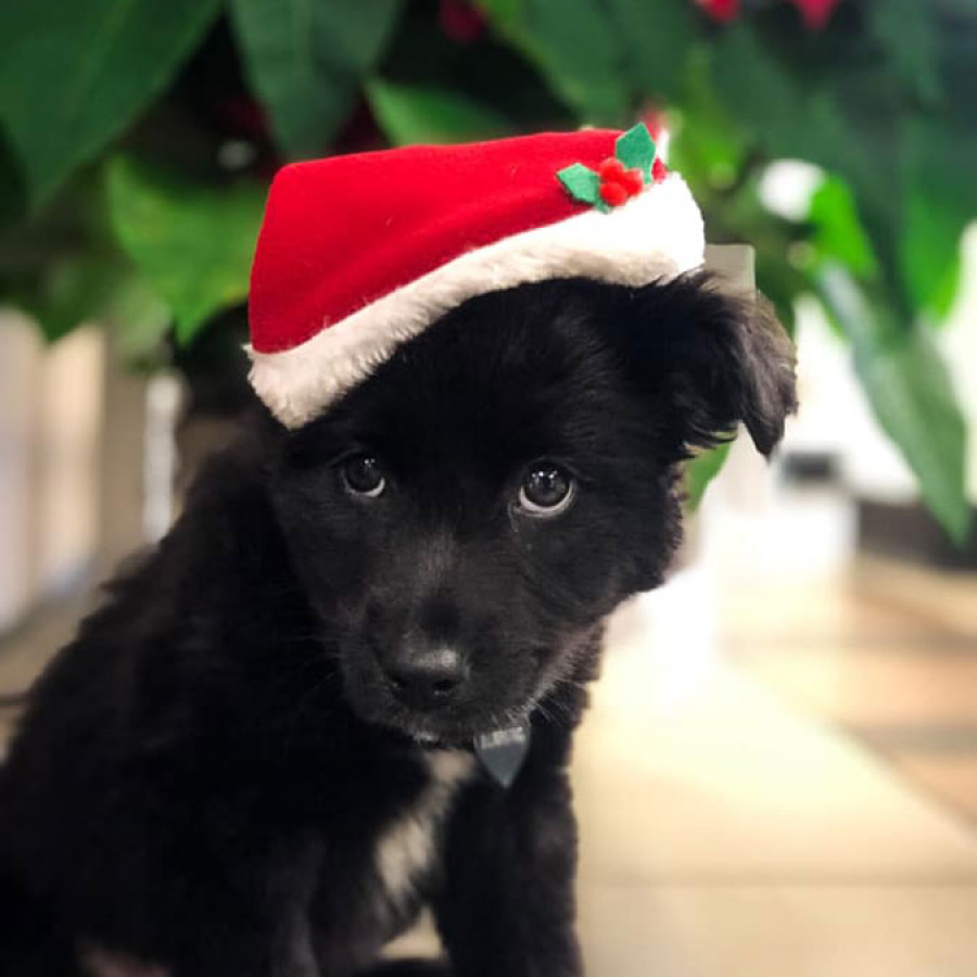 Holiday Pet Hazards