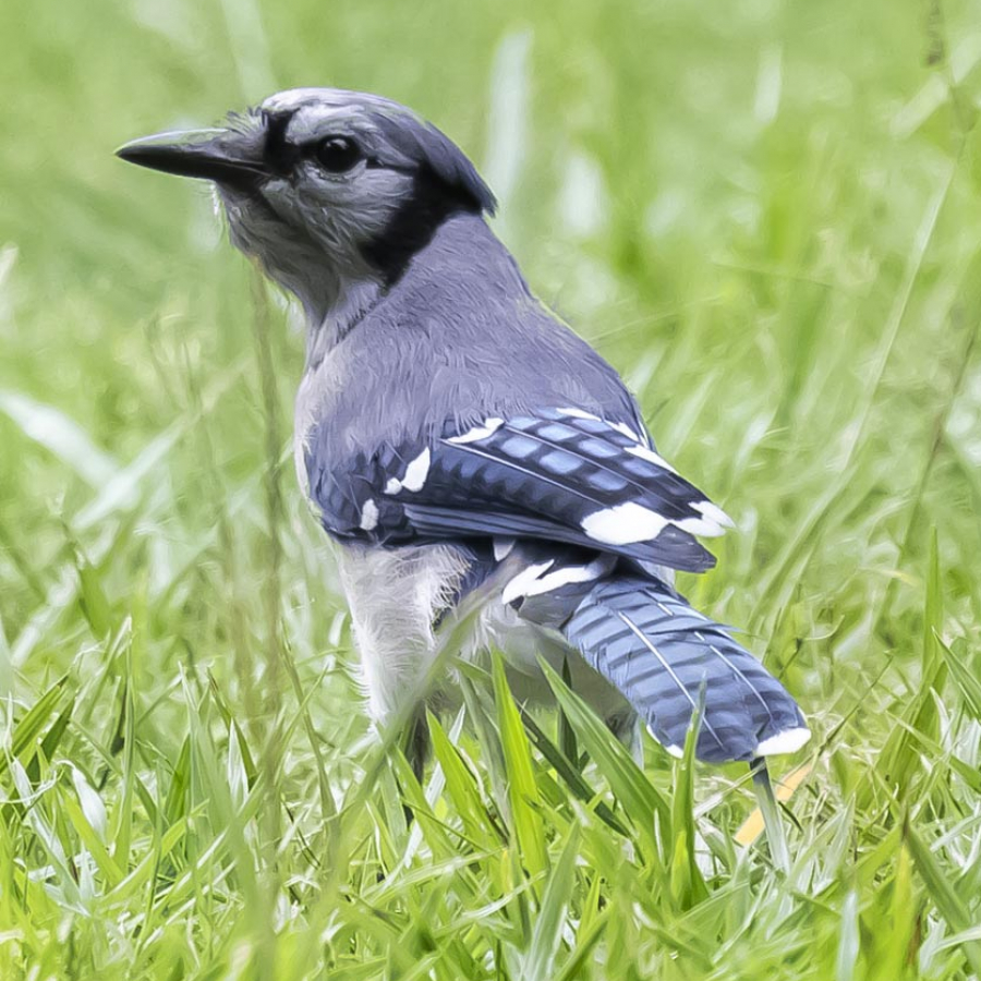 It Takes a Flock Birds Are Disappearing, But You Can Help