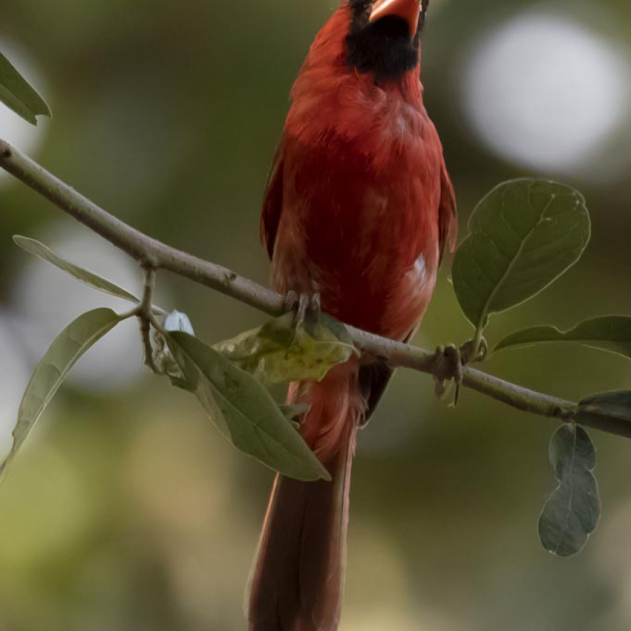 It Takes a Flock Birds Are Disappearing, But You Can Help