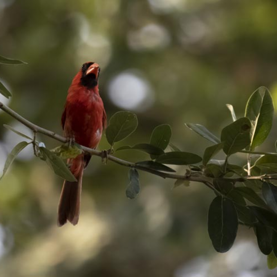 It Takes a Flock Birds Are Disappearing, But You Can Help