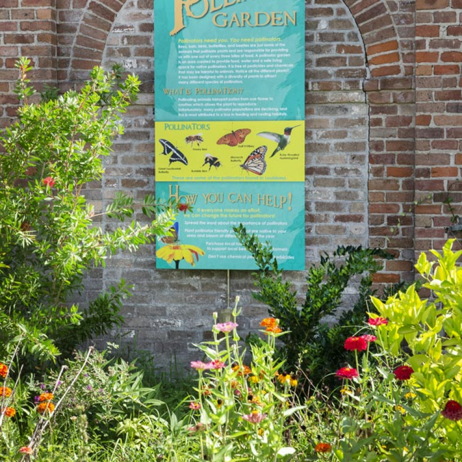 It Takes a Flock Birds Are Disappearing, But You Can Help