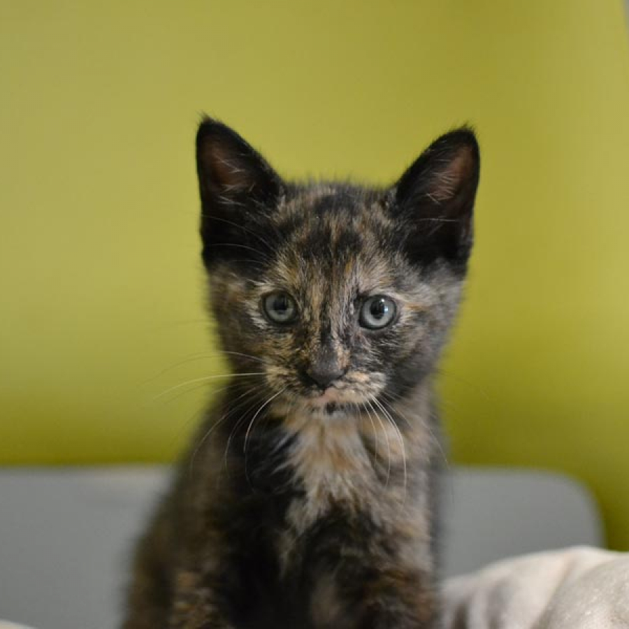 Help Grab Puppy and Kitten Season by the Tail
