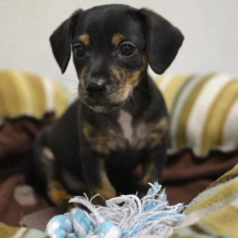 Help Grab Puppy and Kitten Season by the Tail