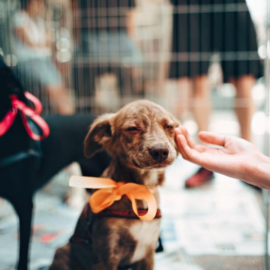 Help Grab Puppy and Kitten Season by the Tail