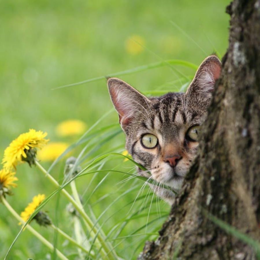 The Cat's Meow: Does My Cat Love Me?