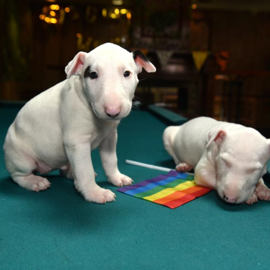 Fido-Friendly Places: Summertime Sipping with Spot