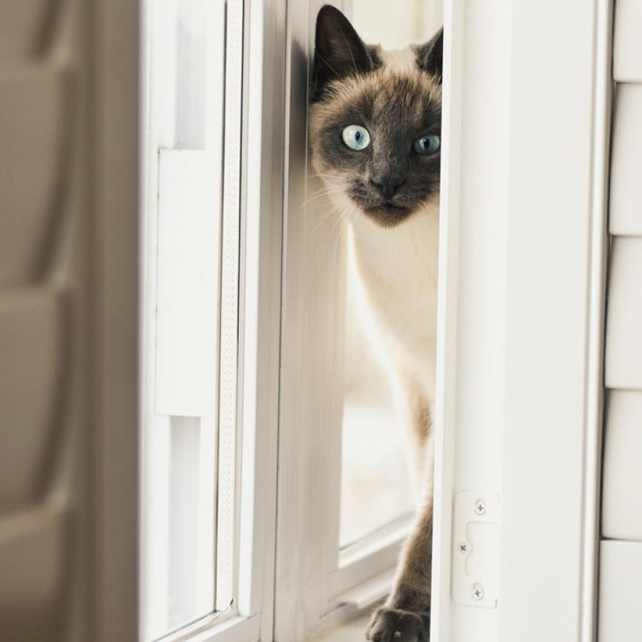 Curiosity Did What to My Cat??