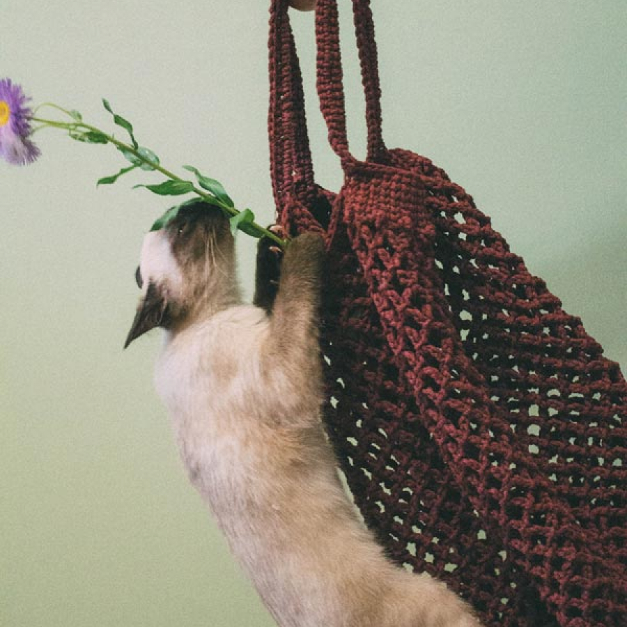 Curiosity Did What to My Cat??