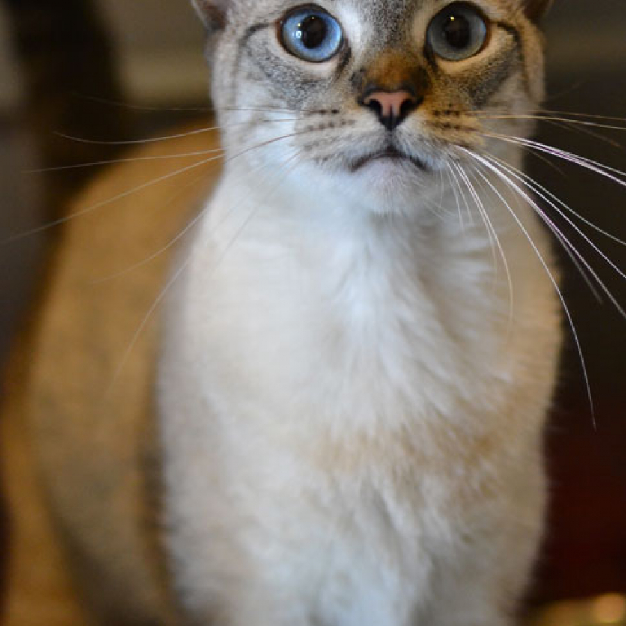 Lions, Tigers, and Bears... Oh My! Understanding Your Pet’s Holiday Fears
