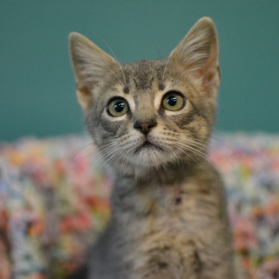 Lions, Tigers, and Bears... Oh My! Understanding Your Pet’s Holiday Fears