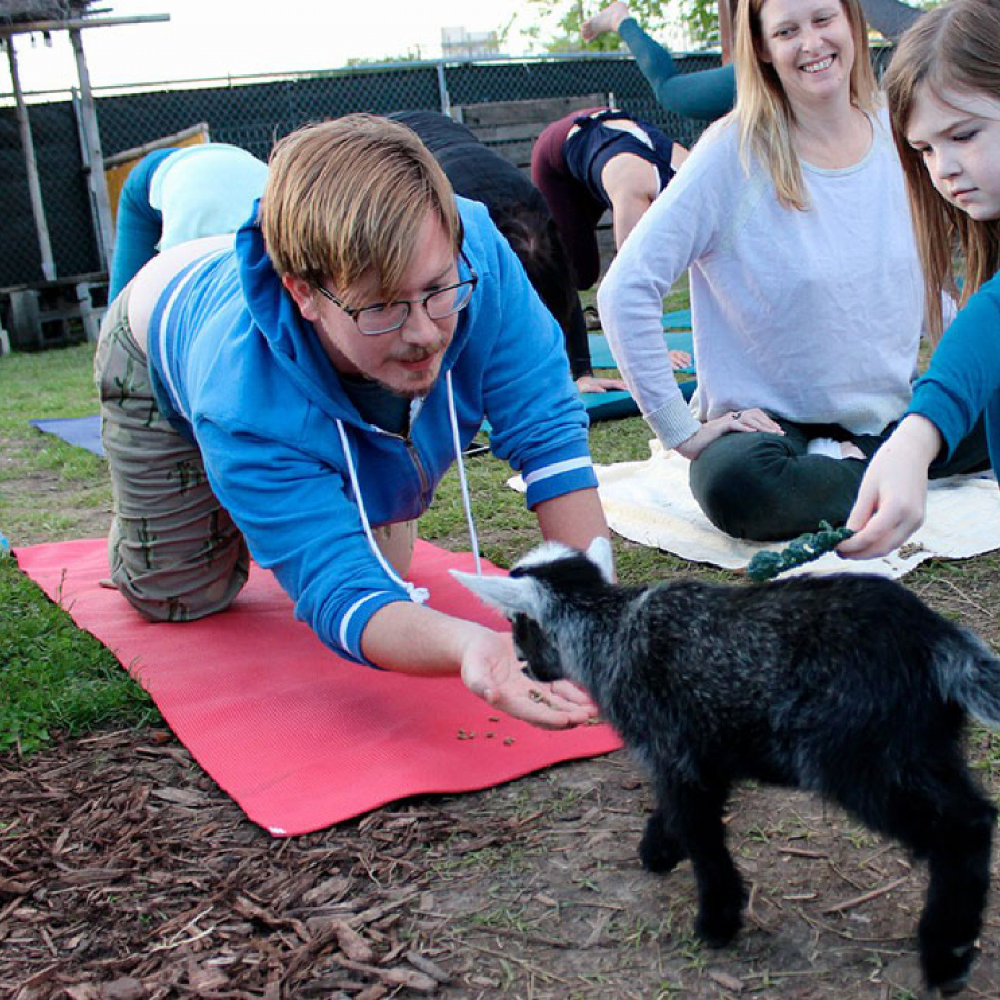 A Central City Paradigm... With Goats!