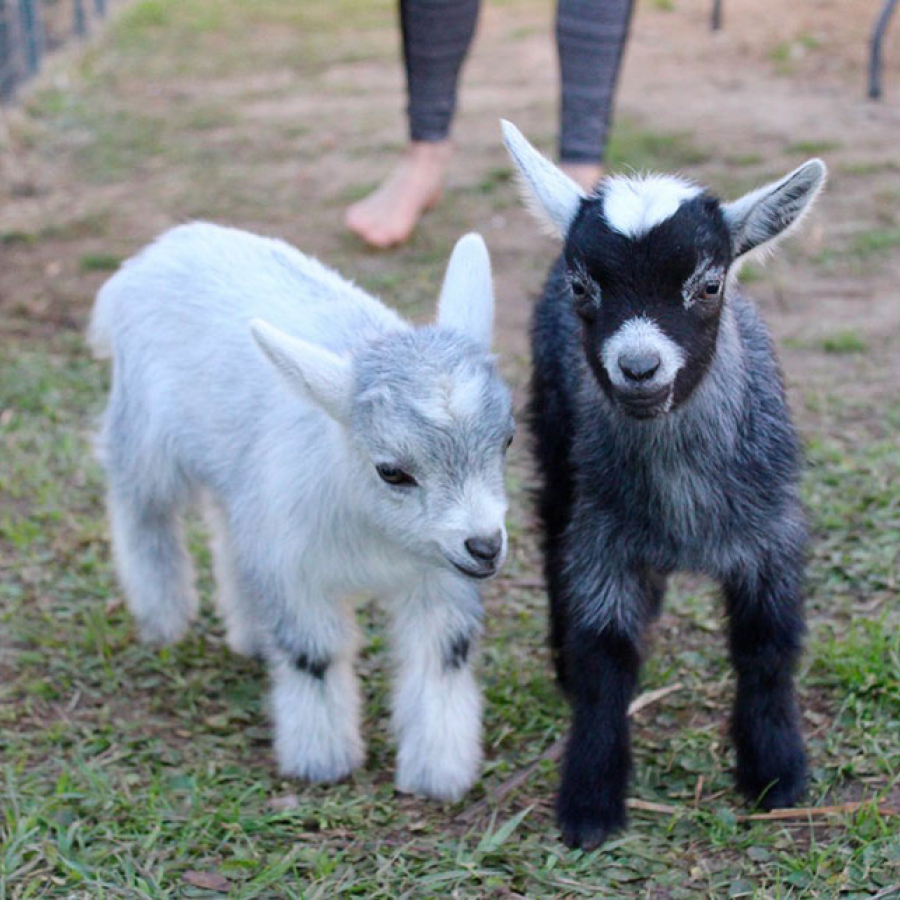 A Central City Paradigm... With Goats!