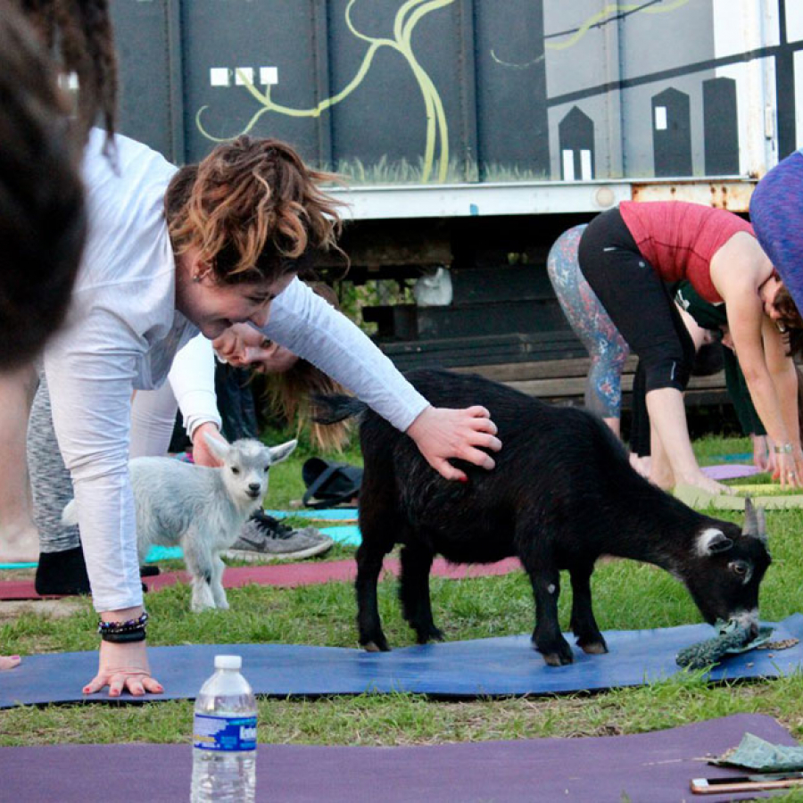 A Central City Paradigm... With Goats!