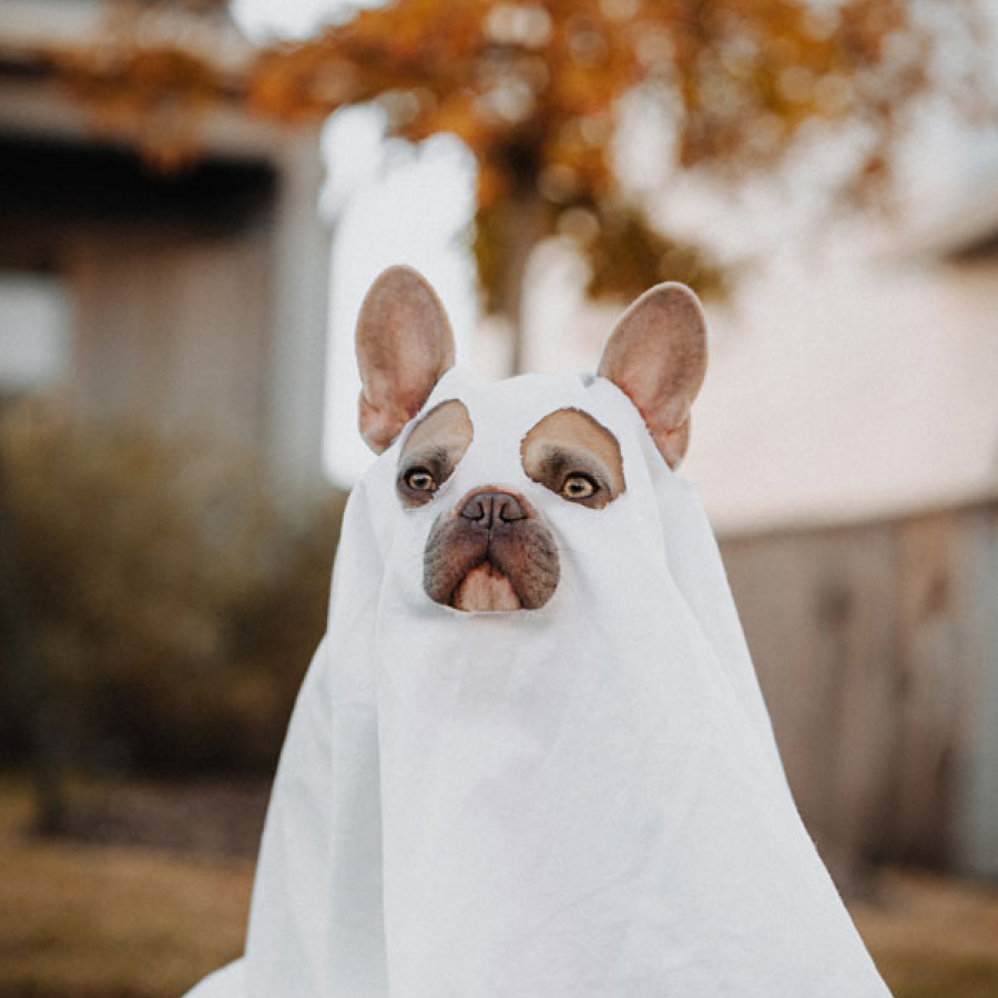 Lions, Tigers, and Bears... Oh My! Understanding Your Pet’s Holiday Fears