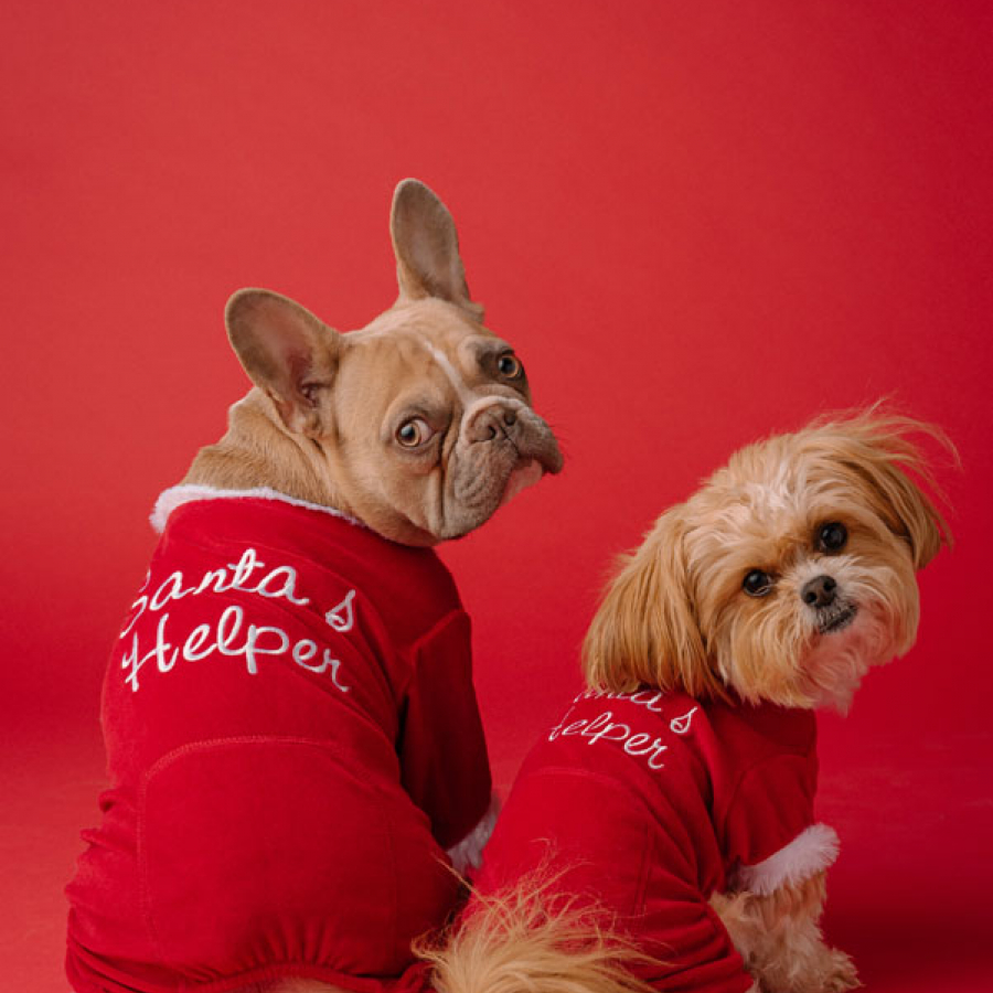 Lions, Tigers, and Bears... Oh My! Understanding Your Pet’s Holiday Fears
