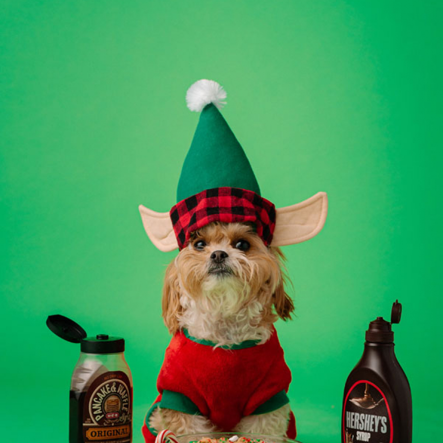 Lions, Tigers, and Bears... Oh My! Understanding Your Pet’s Holiday Fears