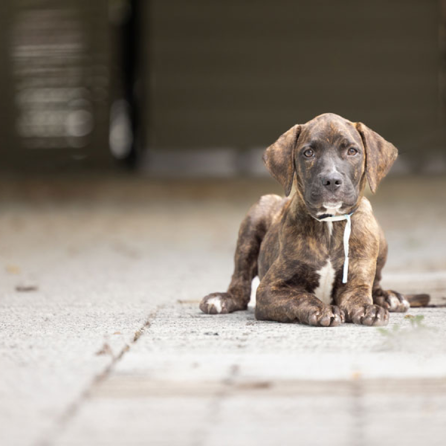 Tis The Season... Kitten &amp; Puppy That Is!