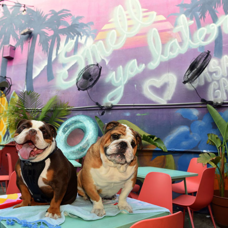 Rescue. Advocacy. Celebration!