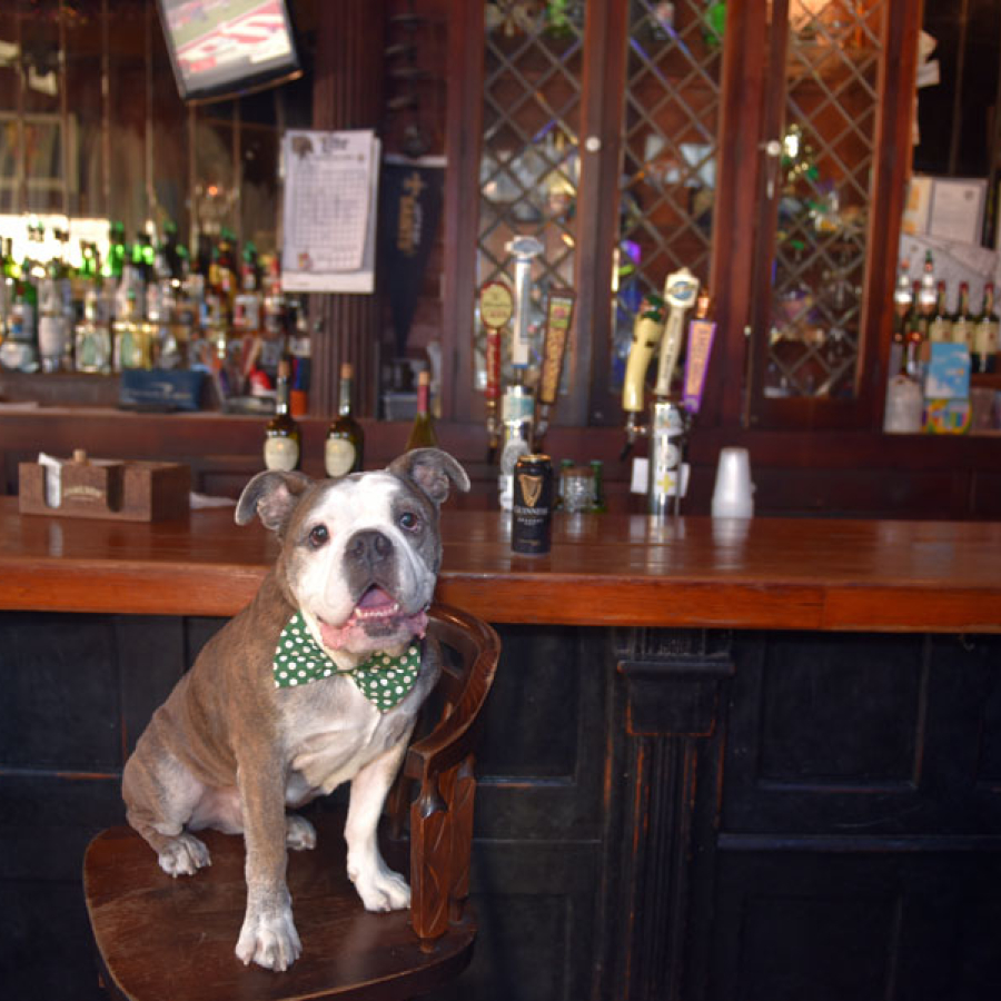 Rescue. Advocacy. Celebration!