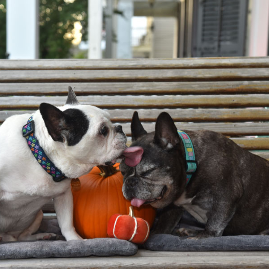 Rescue. Advocacy. Celebration!
