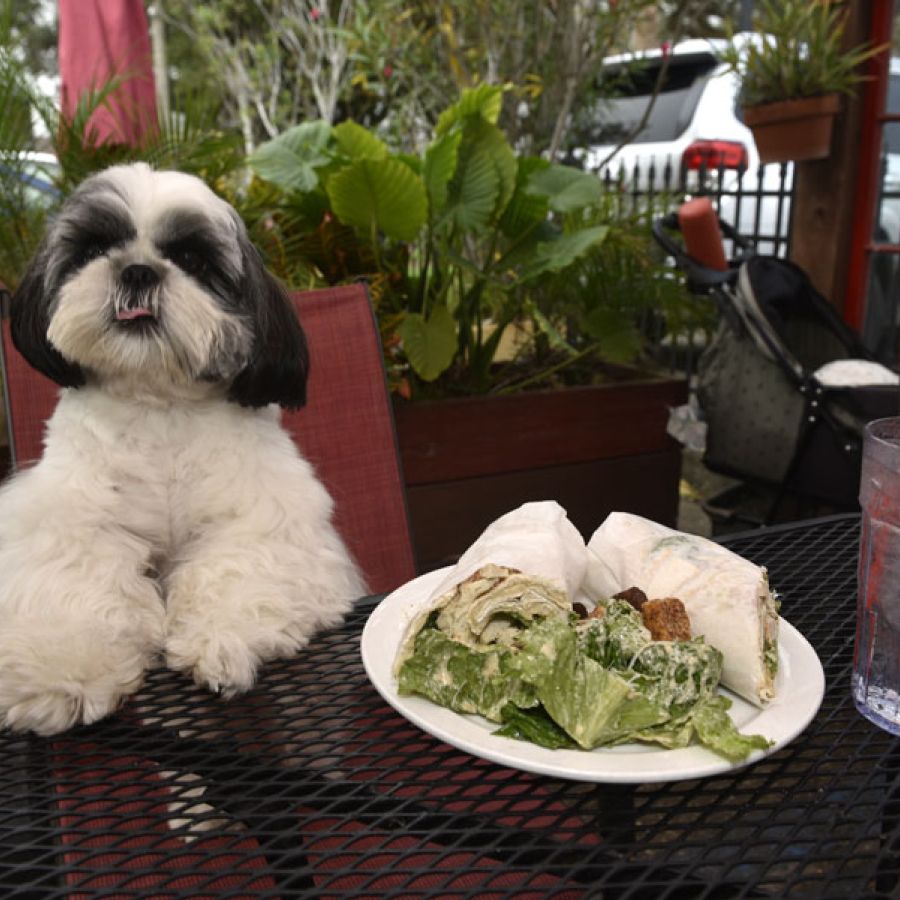 Where to Dine With Your Pack Without Packing on the Pounds