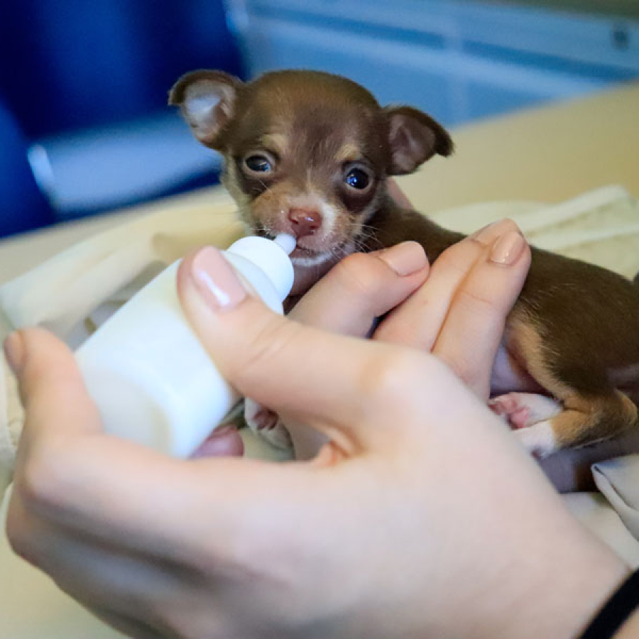 Tis The Season... Kitten &amp; Puppy That Is!